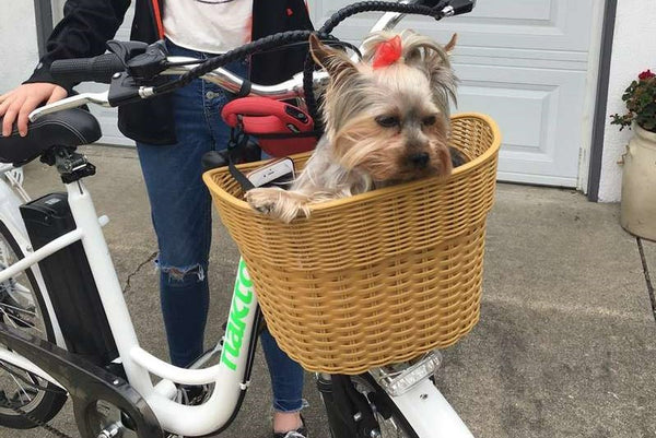 Tips For Safe Biking With Your Dog